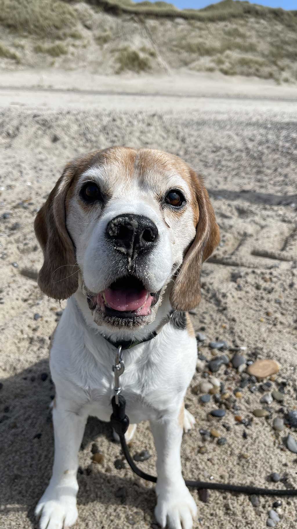 Oscar enjoying beach life