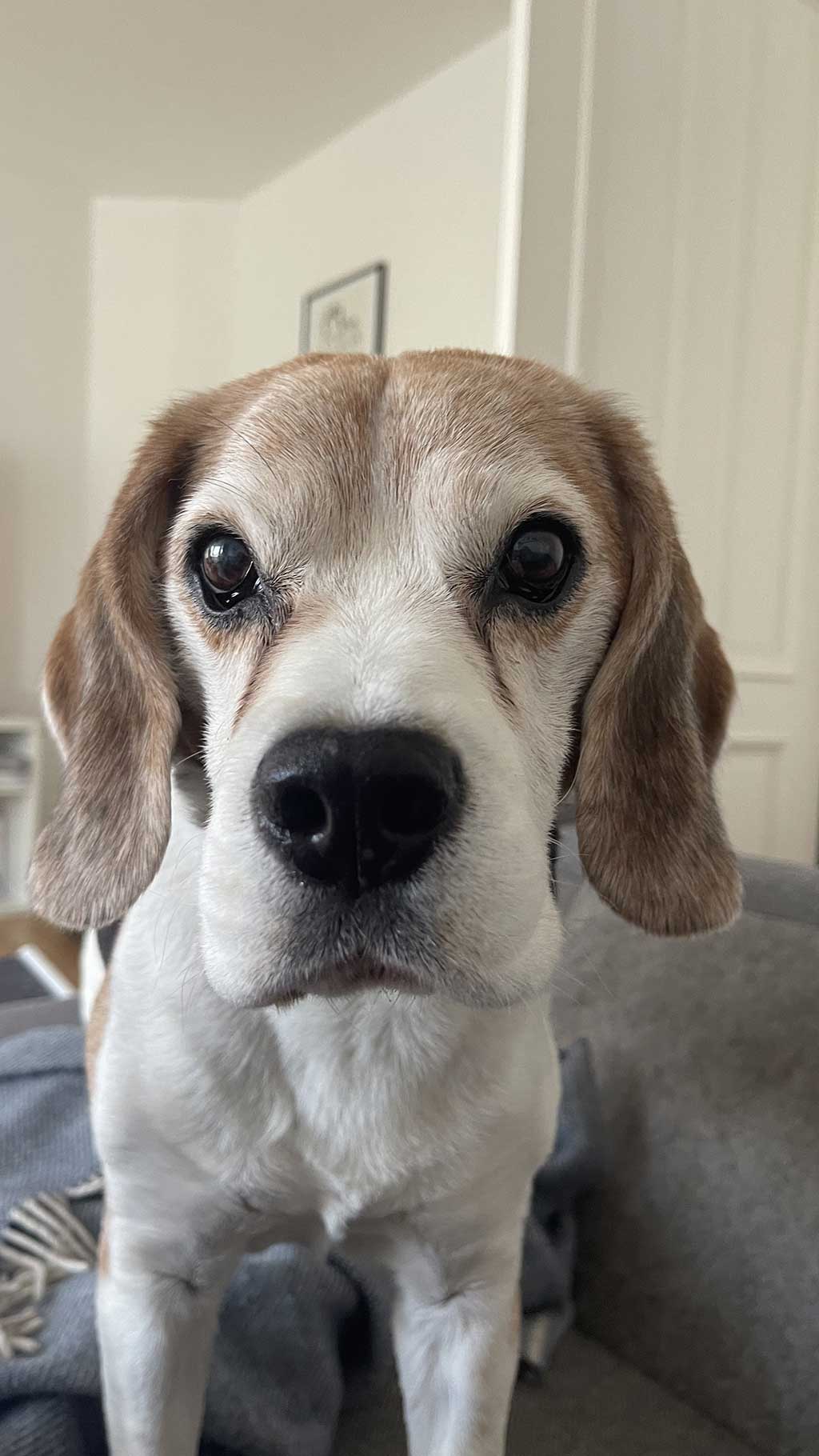 Oscar waiting for me